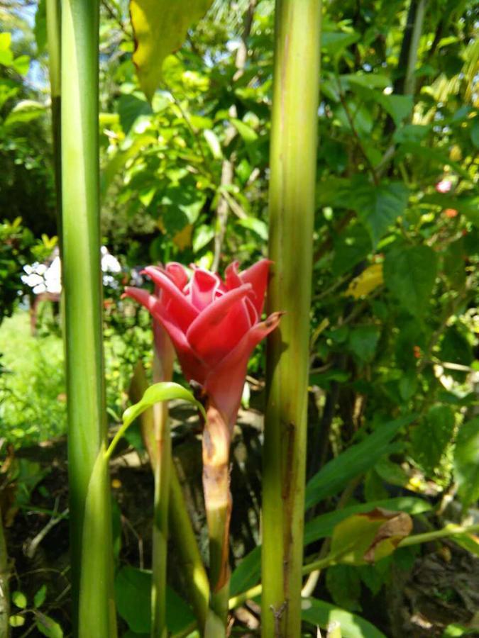 Bed and Breakfast Windy Garden Galle Exterior foto
